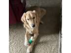 Golden Retriever Puppy for sale in Dracut, MA, USA