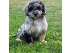 Mutt Puppy for sale in Winton, CA, USA