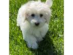 Coton de Tulear Puppy for sale in Seneca Falls, NY, USA