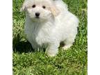 Coton de Tulear Puppy for sale in Seneca Falls, NY, USA
