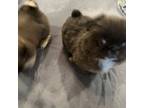 Pekingese Puppy for sale in Williamstown, KY, USA