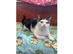 Domino Domestic Shorthair Adult Male