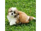 Shorkie Tzu Puppy for sale in Perry, MI, USA