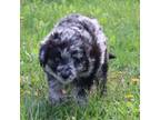 Mutt Puppy for sale in Marion Center, PA, USA
