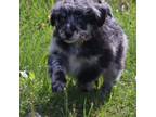 Mutt Puppy for sale in Marion Center, PA, USA