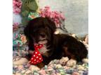Aussiedoodle Puppy for sale in Quartzsite, AZ, USA