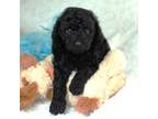 Poodle (Toy) Puppy for sale in Huntsville, AL, USA