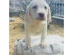Labrador Retriever Puppy for sale in Santa Clarita, CA, USA