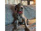Great Dane Puppy for sale in Tujunga, CA, USA