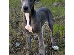 Great Dane Puppy for sale in Tujunga, CA, USA