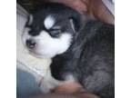 Alaskan Malamute Puppy for sale in Concord, NC, USA