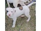 Olde Bulldog Puppy for sale in Lima, OH, USA