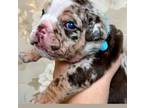 Bulldog Puppy for sale in Argyle, TX, USA
