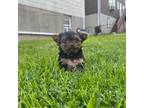 Yorkshire Terrier Puppy for sale in Yonkers, NY, USA