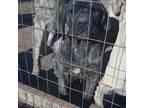 Black brindle Cane corso