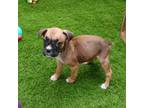 Boxer Puppy for sale in Elroy, WI, USA