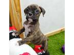 Boxer Puppy for sale in Elroy, WI, USA