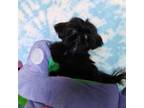 Shih Tzu Puppy for sale in Carson City, NV, USA