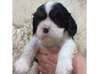 Cavalier King Charles Spaniel Puppy for sale in Northglenn, CO, USA