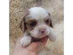 Cavalier King Charles Spaniel Puppy for sale in Northglenn, CO, USA