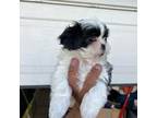 Shih-Poo Puppy for sale in Elizabeth, NJ, USA