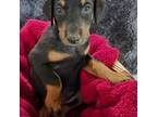 Doberman Pinscher Puppy for sale in Stuarts Draft, VA, USA