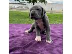 Great Dane Puppy for sale in Flippin, AR, USA