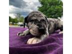 Great Dane Puppy for sale in Flippin, AR, USA