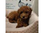 Poodle (Toy) Puppy for sale in Saint Albans, NY, USA