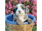Mutt Puppy for sale in Templeton, CA, USA