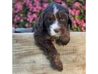 Mutt Puppy for sale in Templeton, CA, USA