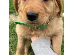 Golden Retriever Puppy for sale in Sebeka, MN, USA