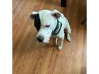 Dogo Argentino Puppy for sale in Livonia, MI, USA