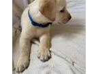 Labrador Retriever Puppy for sale in Woodland, CA, USA