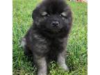 Keeshond Puppy for sale in Huntsville, AL, USA
