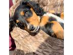 Dachshund Puppy for sale in South Glastonbury, CT, USA