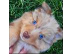 Australian Shepherd Puppy for sale in Mount Vernon, OH, USA