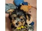 Yorkshire Terrier Puppy for sale in Purvis, MS, USA