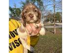 Cocker Spaniel Puppy for sale in Independence, KS, USA