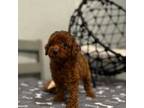 Poodle (Toy) Puppy for sale in Coldspring, TX, USA