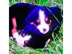 Bernese Mountain Dog Puppy for sale in Dorena, OR, USA