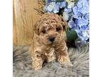 Poodle (Toy) Puppy for sale in Duncan, OK, USA