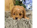 Poodle (Toy) Puppy for sale in Duncan, OK, USA