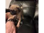 Pug Puppy for sale in Greenfield, IN, USA