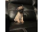 Pug Puppy for sale in Greenfield, IN, USA