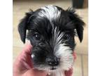 Schnauzer (Miniature) Puppy for sale in Fresno, CA, USA
