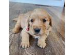 Golden Retriever Puppy for sale in Loomis, WA, USA