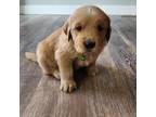 Golden Retriever Puppy for sale in Loomis, WA, USA
