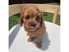 Cavapoo Puppy for sale in Suisun City, CA, USA