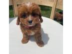 Cavapoo Puppy for sale in Suisun City, CA, USA